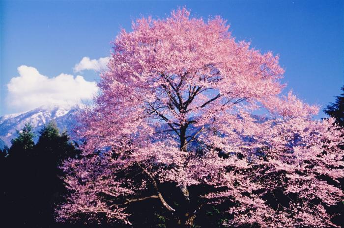 『満開の桜と恵那山』第28回フォトコンテスト優秀 撮影：㈱伊藤商会 伊藤 鎭夫 氏