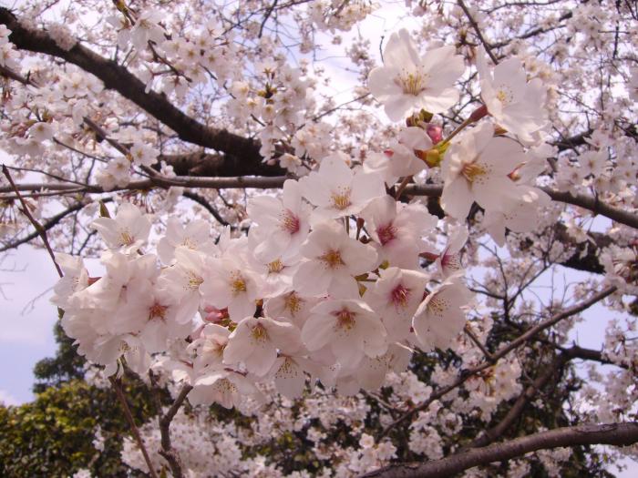 『満開の桜』第29回フォトコンテスト優秀 撮影：水道組合　山口　雄一郎 氏