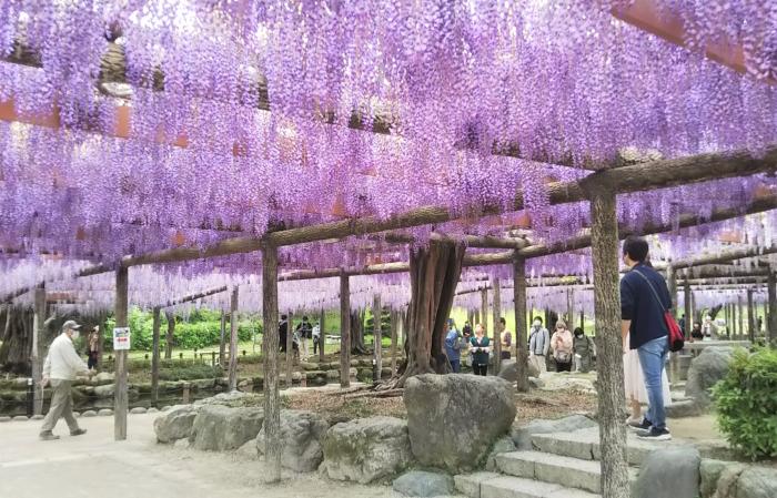 『天王川公園藤まつり』第３８回フォトコンテスト                        入賞　　　　　　　　　　　　　　　撮影:水道組合 副田茂秋氏